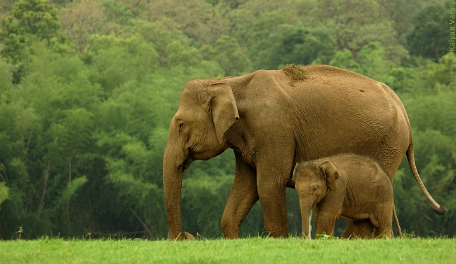 Kabini